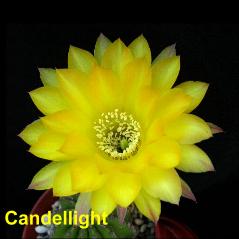 Candlelight.4.2.jpg 